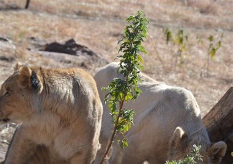 Love Lions Alive Sanctuary South Africa Lööf Foundation