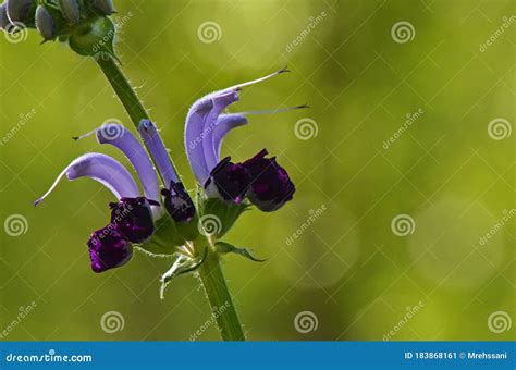 Salvia Indica Sage Flower In Green Bokeh Background Stock Image