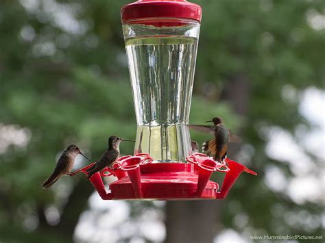 Hummingbird Feeders Hummingbird Pictures