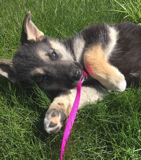 Blu the German Shepherd, Siberian Husky Mix - DogPerDay