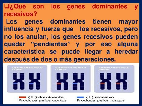 Genes Dominantes Y Reccesivos