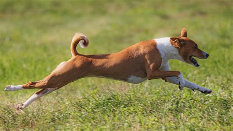 Cachorro Correndo Parque Foto Gratuita No Pixabay Pixabay