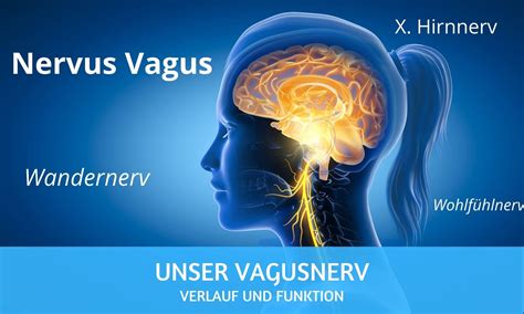 Vagusnerv Verlauf Und Funktion Des Zehnten X Hirnnervs