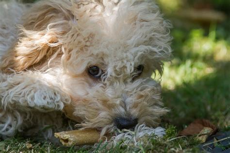 Cavapoo Temperament - CavapooLove