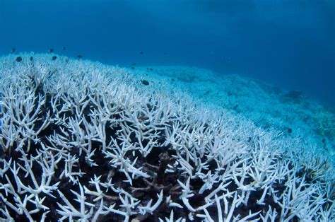 How Climate Change Impacts the Ocean – 4ocean