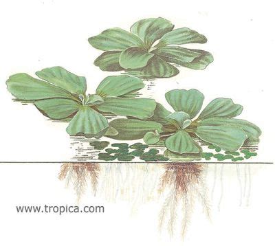 Water Lettuce (Pistia stratiotes) - The Free Freshwater and Saltwater ...