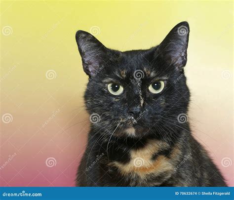 Retrato De Un Gato Atigrado Negro Y Anaranjado Del Torbie Del Tortie