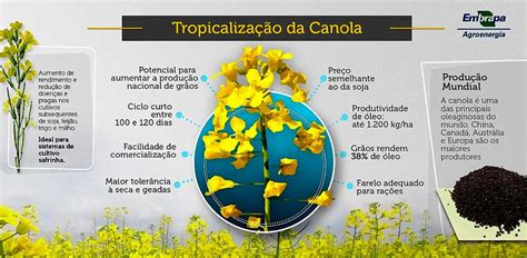 Cultivo De Canola Aumenta No Brasil MF Magazine