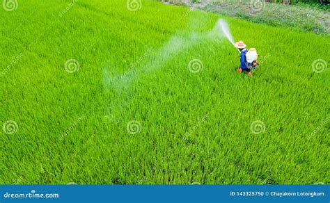 Farmer Spray Insecticide Into Rice Farm Stock Photo Image Of Farm