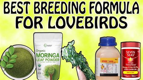 Best Breeding Formula For Lovebirds In Urdu Hindi Moringa Vitasol Seven