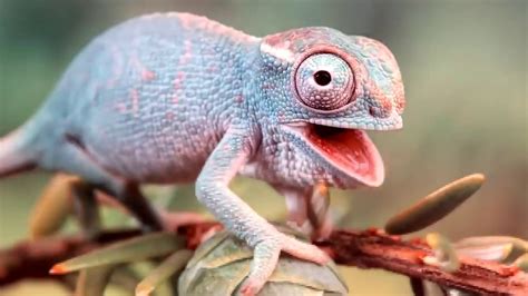 Удивительные факты о хамелеонах: 16 интересных и удивительных ...