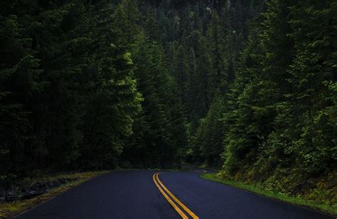 Long Tree Diminishing Perspective No People The Way Forward Beauty