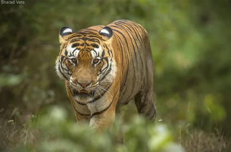 The Tiger - A Keystone Species - Tiger Safari India Blog