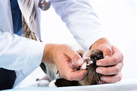 Vet Checks The Health Of A Cat Stock Image Image Of Healthcare Coat