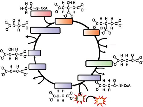 Krebs Cycle Diagram Worksheet