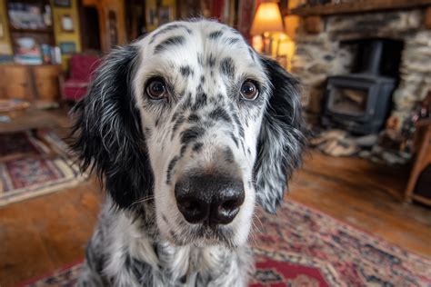 Inside The English Setter Understanding Their Temperament And Personality