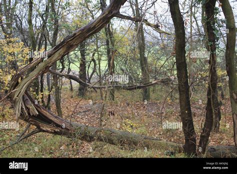 Arbre éclaté Banque de photographies et dimages à haute résolution Alamy