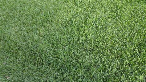 St. Augustine Grass Care & Maintenance Guide - Lawn Phix