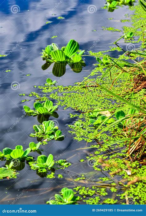 Floating Aquatic Plants Pistia Stratiotes Among Duckweed And Wolffia In