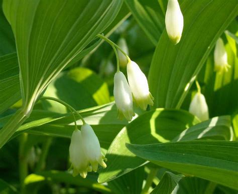 Купена, посадка и уход. купена в открытом грунте: посадка, уход и фото