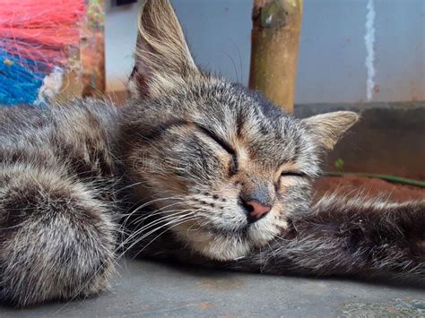 Cat Sleeping Soundly On The Terrace Of The House Stock Photo Image Of