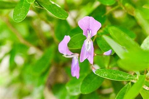 Desmodium Blue Braya Sapling Plant Greenparadiselive