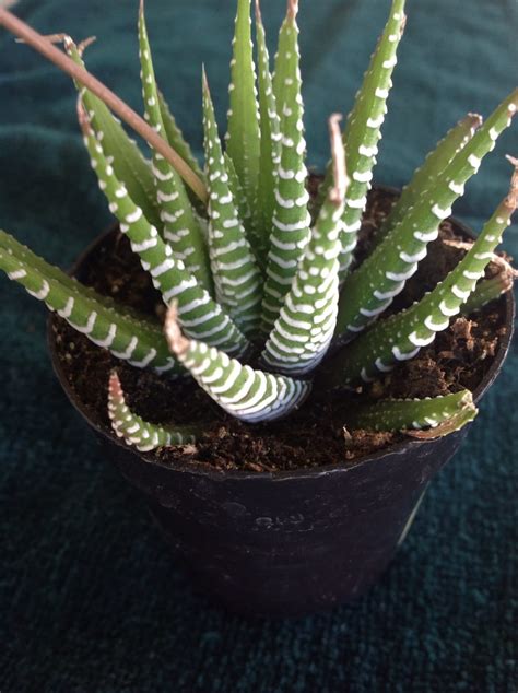 Succulent Plant Haworthia Fasciata Zebra Plant Beautiful