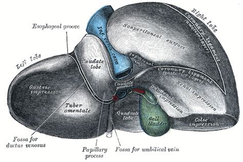 Gallbladder anatomy - Online Biology Dictionary