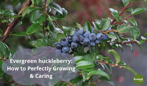 Evergreen Huckleberry How To Perfectly Growing Caring