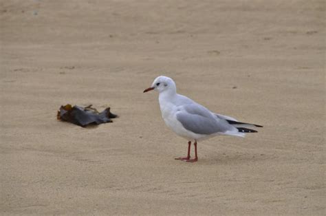 Free Images Beach Sea Sand Bird Wing Seabird Seagull Wildlife