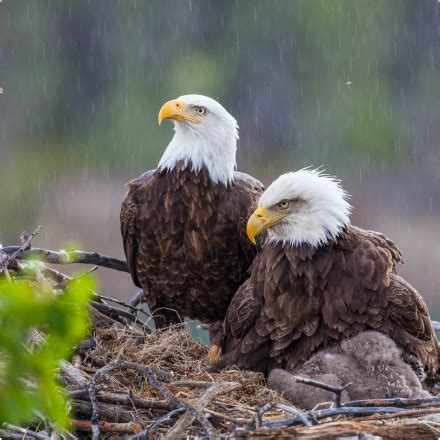 Eagle