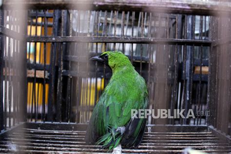 Karantina Pertanian Lepasliarkan Burung Cucak Hijau Republika Online