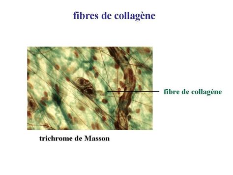 Enseignement D Histologie Humaine Pr Serge Nataf Le Tissu Conjonctif