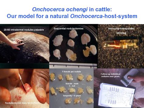 Onchocerciasis Programme Onchocercoses