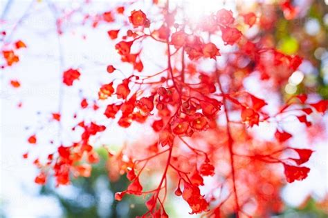 Image Of Hazy Light Flare Over Background Of Bright Red Bell Shaped