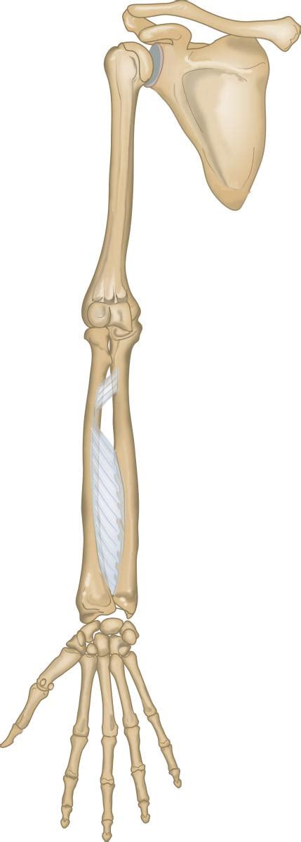 Bones Of The Upper Limb Unlabeled Example Smartdraw Human Anatomy My