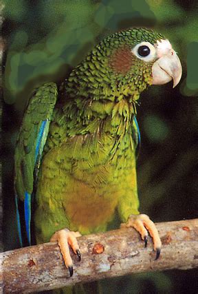 Puerto Rican Parrot/amazona vittata/El Yunque rain forest/Puerto Rico