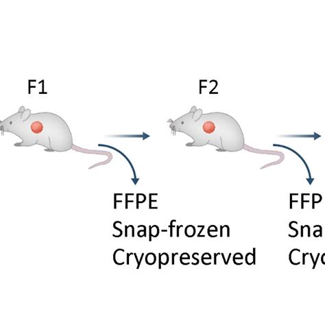 Schematic Diagram Of Pdx Program Pdx Patient Derived Xenograft Hcc