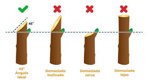 Cómo podar un árbol correctamente Blog de timbrit