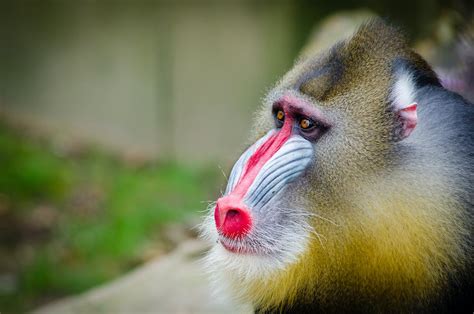 Brown and Beige Baboon · Free Stock Photo