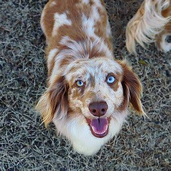 Parents Hot Diggity Doxies