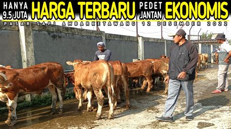 Hanya 9 5 Juta Pagi Ini Harga Pedet Jantan Terbaru Pasar Sapi