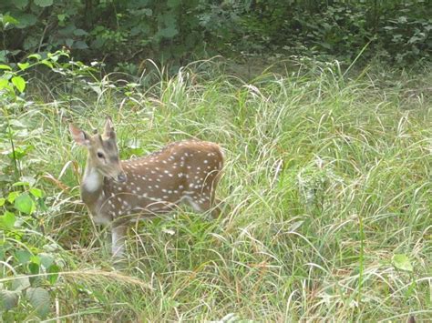 Wildlife Holidays at Jim Corbett National Park