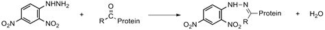 High Affinity And Specificity Protein Carbonyl Colorimetric Assay Kit