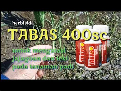 Cara Menggunakan Herbisida Tabbas 400sc YouTube