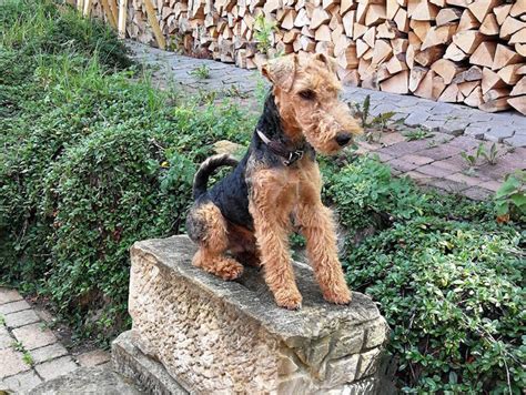 Welsh Terrier Rassebeschreibung Adressen Und Viele Fotos