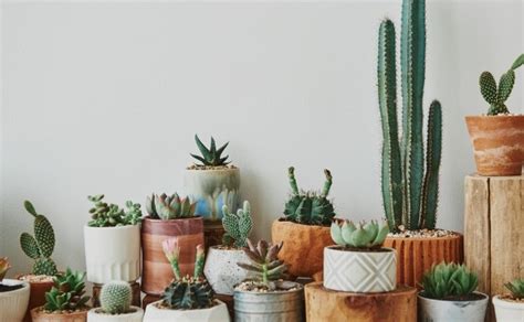 Feng Shui Plantas Que No Debes Tener En Casa Porque Dan Mala Suerte