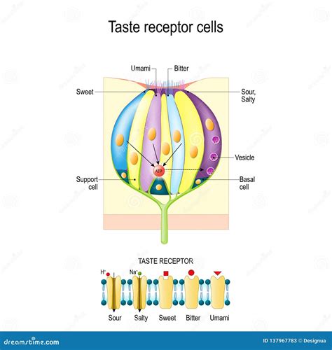 Taste Bud with Receptor Cells. Types of Taste Receptors Stock Vector ...