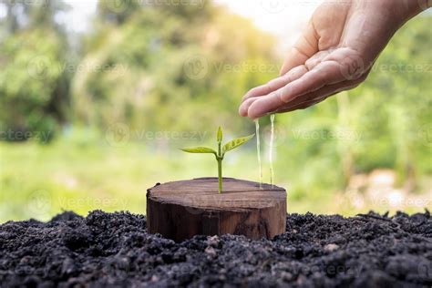 A tree growing from a cut stump and the hands of a farmer caring for ... 