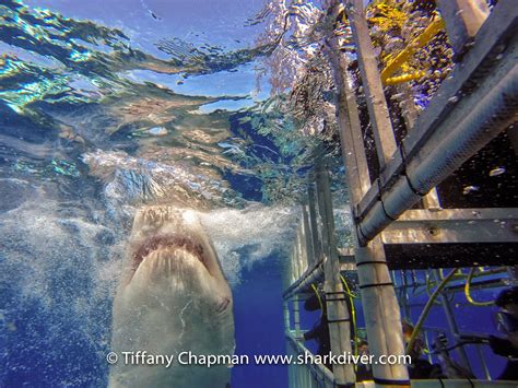 Shark conservation at Guadalupe? - SharkDiver